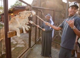Јамал се дружеше со лавови во Дубаи (ВИДЕО)